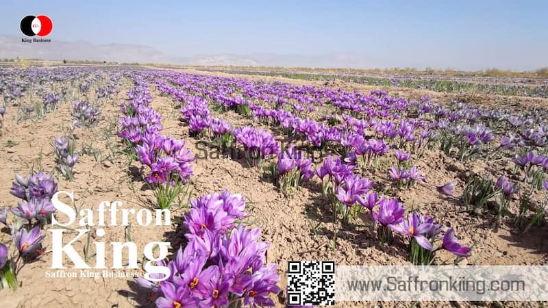 Wholesale of saffron in Germany
