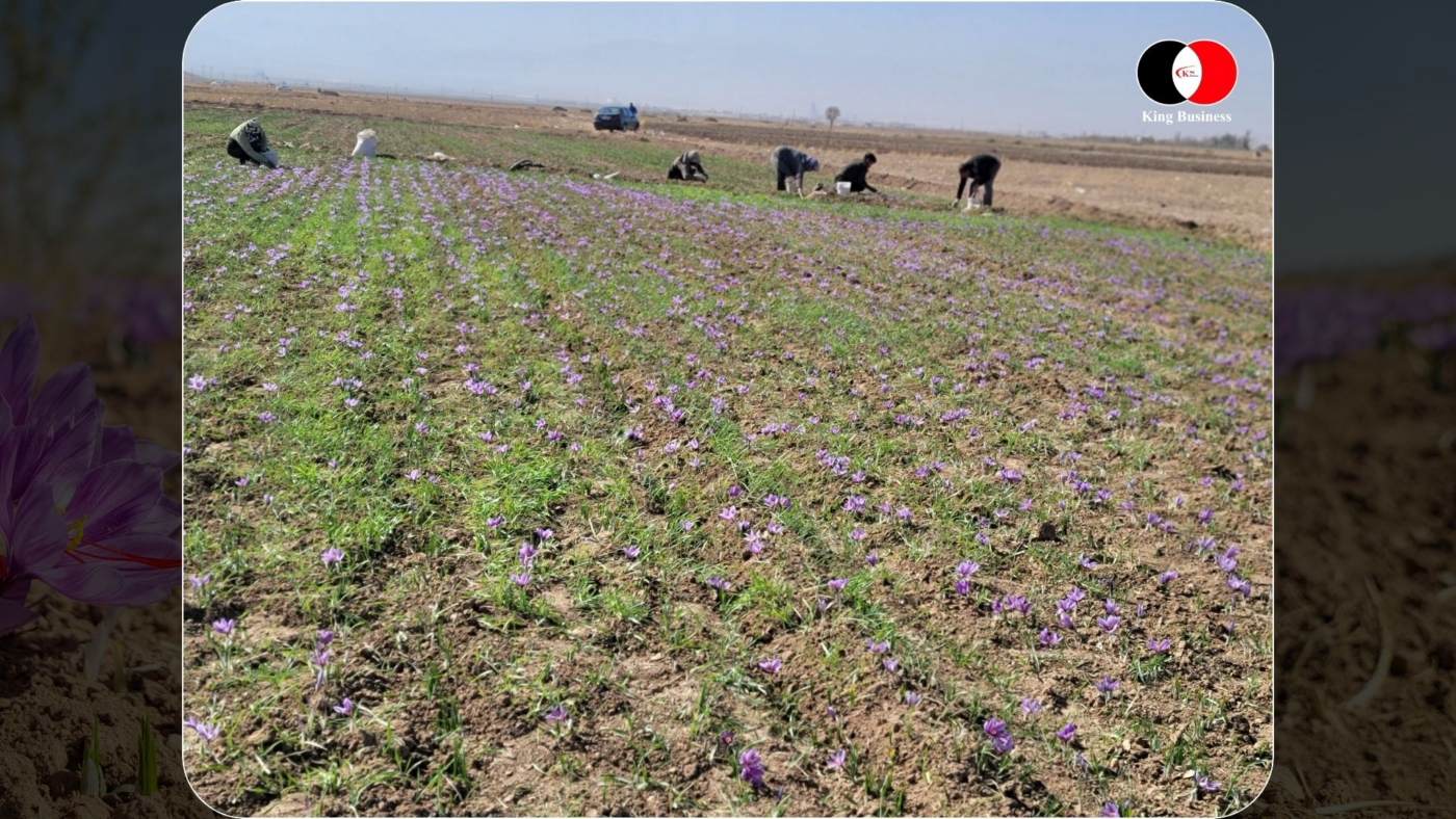 Erntehelferinnen pflücken Safranblüten von Hand auf dem Feld, Grundlage für fairen Handel mit Safran