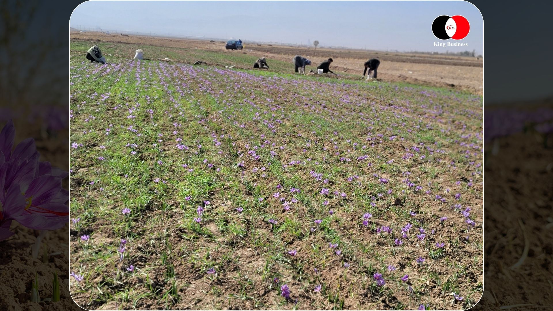 Erntearbeiter pflücken Safranblüten von Hand auf einem Feld für fairen Safran Preis pro Gramm