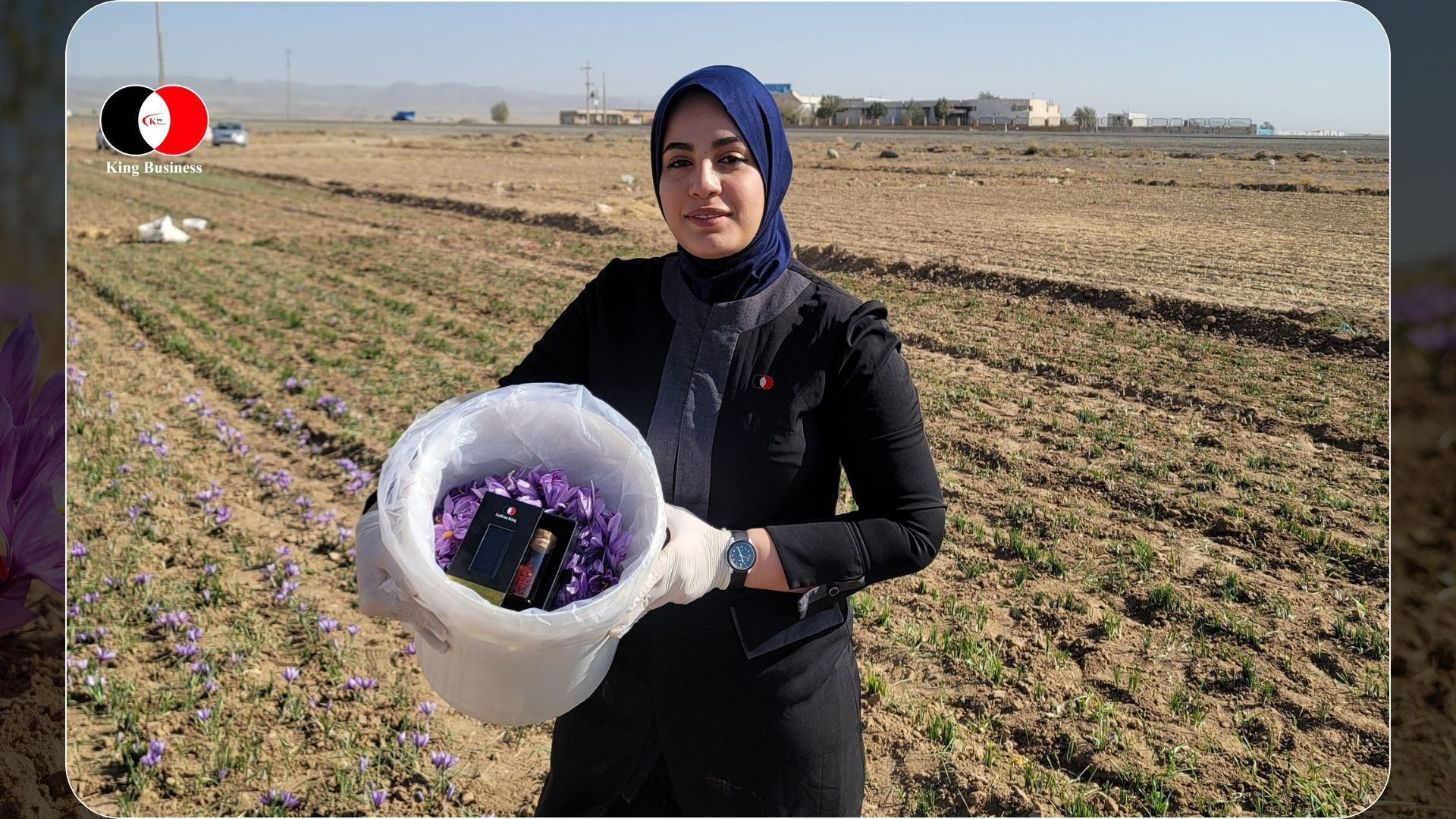 Frisch gepflückte Safranblüten in der Hand während der Safran-Ernte in Iran