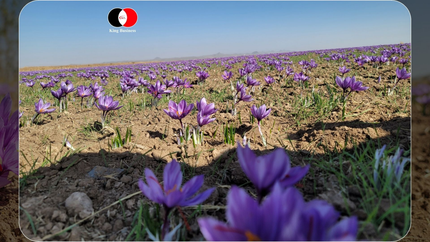 Weites Safranfeld mit lila Krokusblüten, Symbolbild für das Safran Herkunftsland Iran