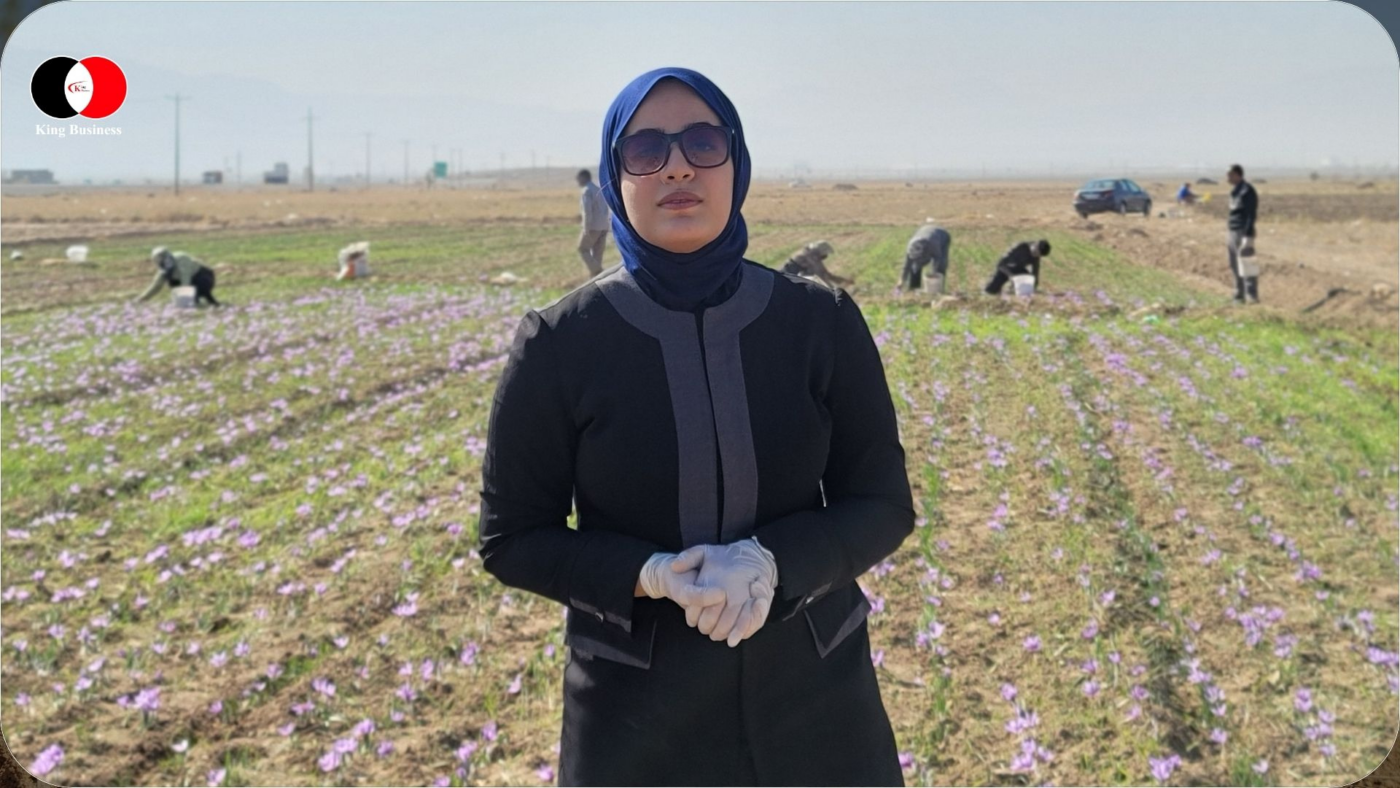 Safran aus Afghanistan: Erntehelferinnen bei der Arbeit auf dem Safranfeld